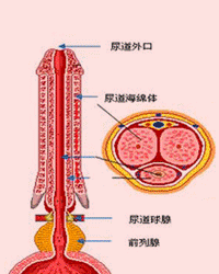 尿道图2