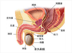 生殖炎症