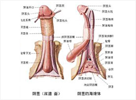生殖整形1